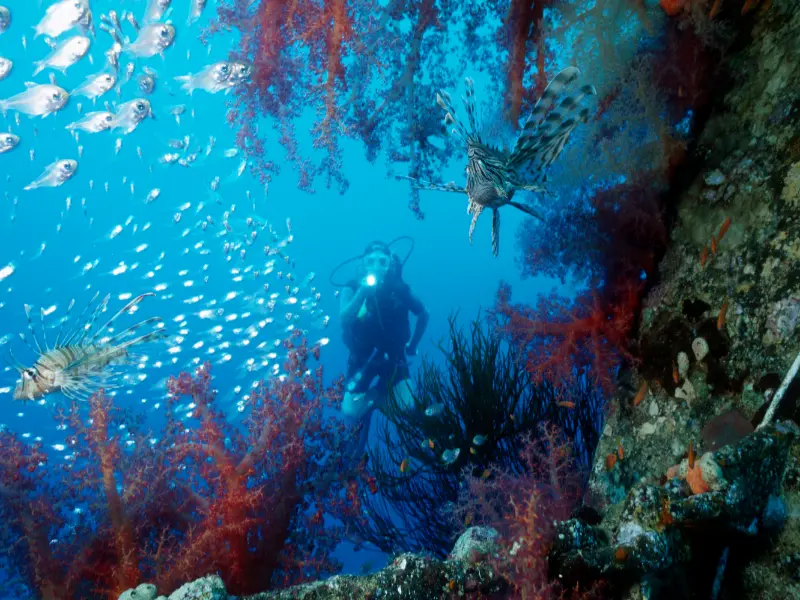Beneath the Red Sea tour